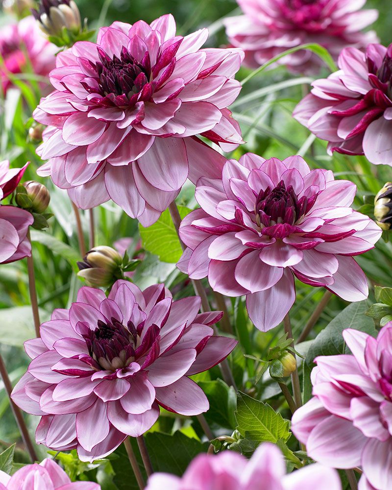 Koristedaalia Creme de Cassis