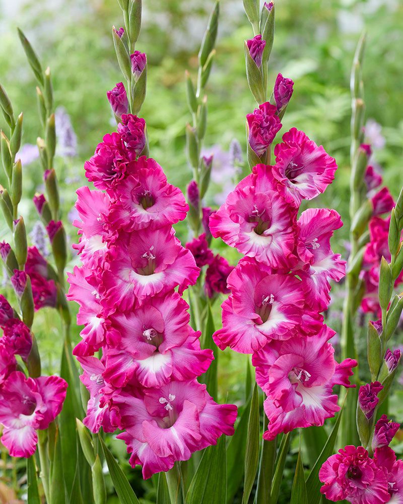 Gladiolus Nablus 10 kpl