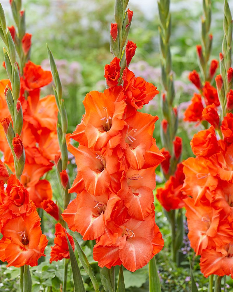 Gladiolus Stormy 10 kpl