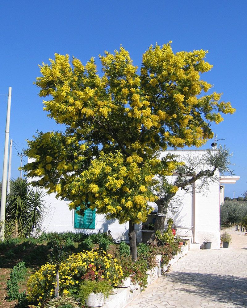 Hopea-akaasia