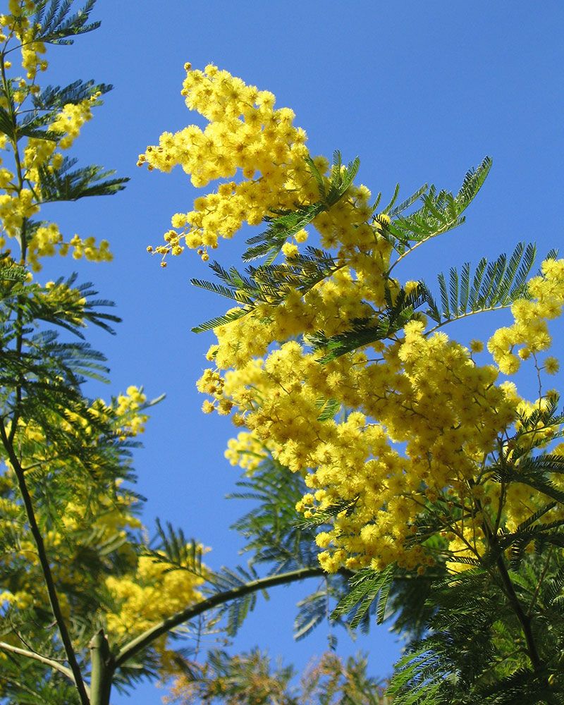Hopea-akaasia