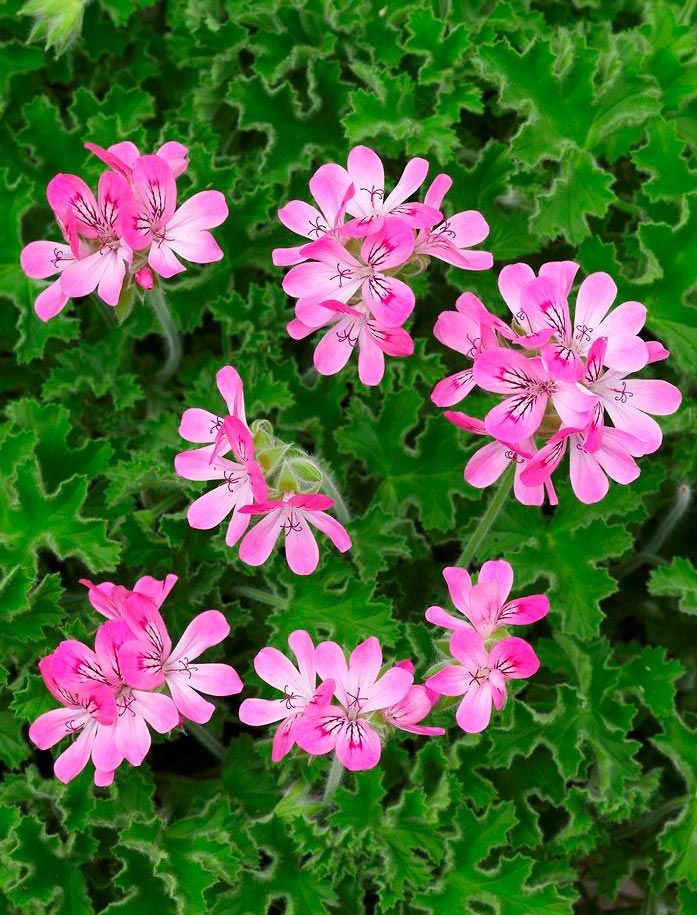 Sitruunapelargoni Pink Capitatum 3 kpl