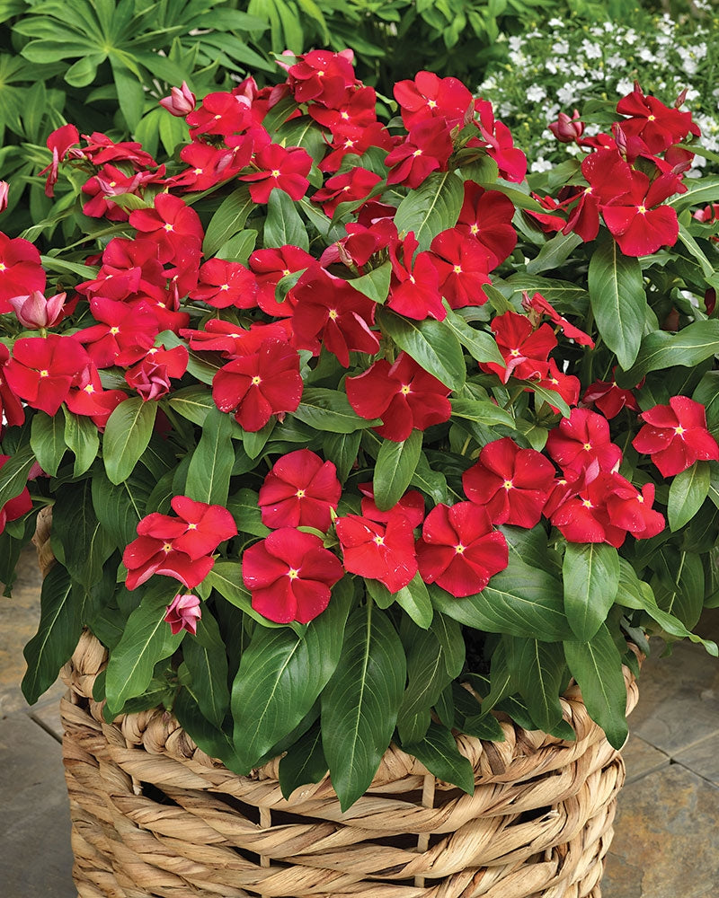Punatalvio Bright Red 3 kpl