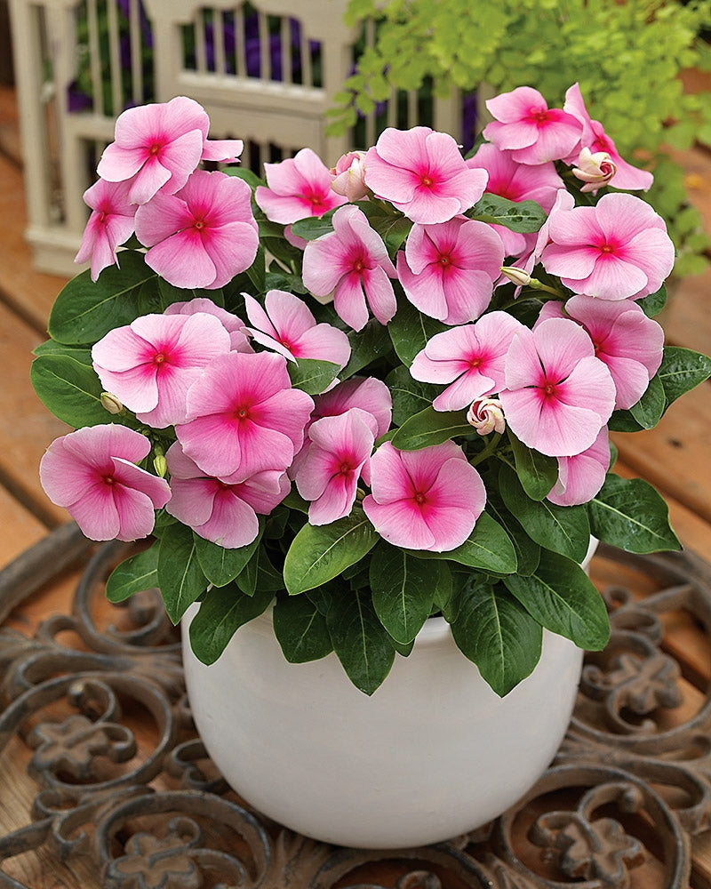 Punatalvio Strawberry 3 kpl