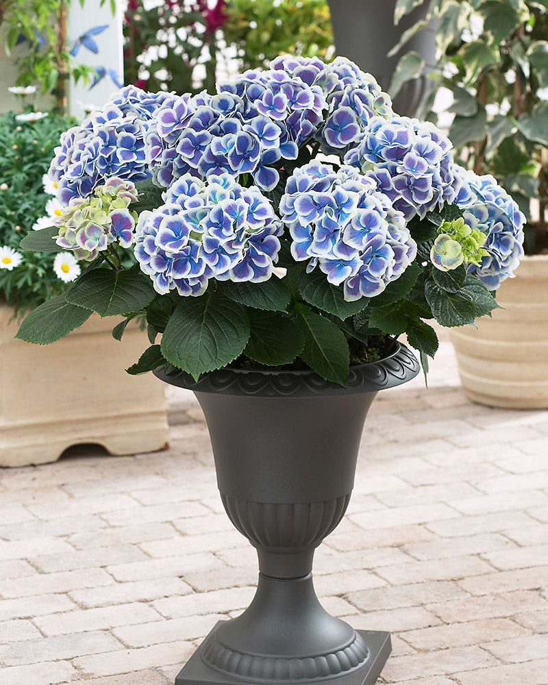 Jalohortensia Bavaria 3 kpl