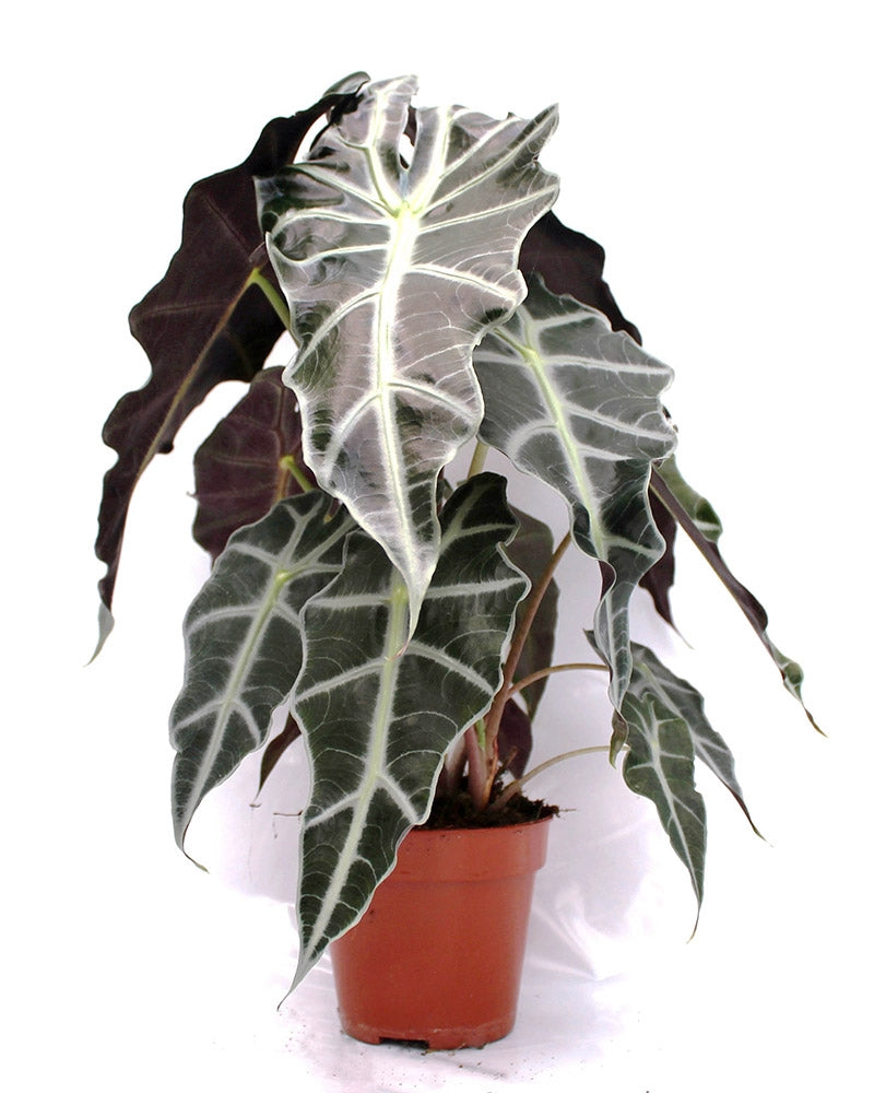 Hopea-alokasia