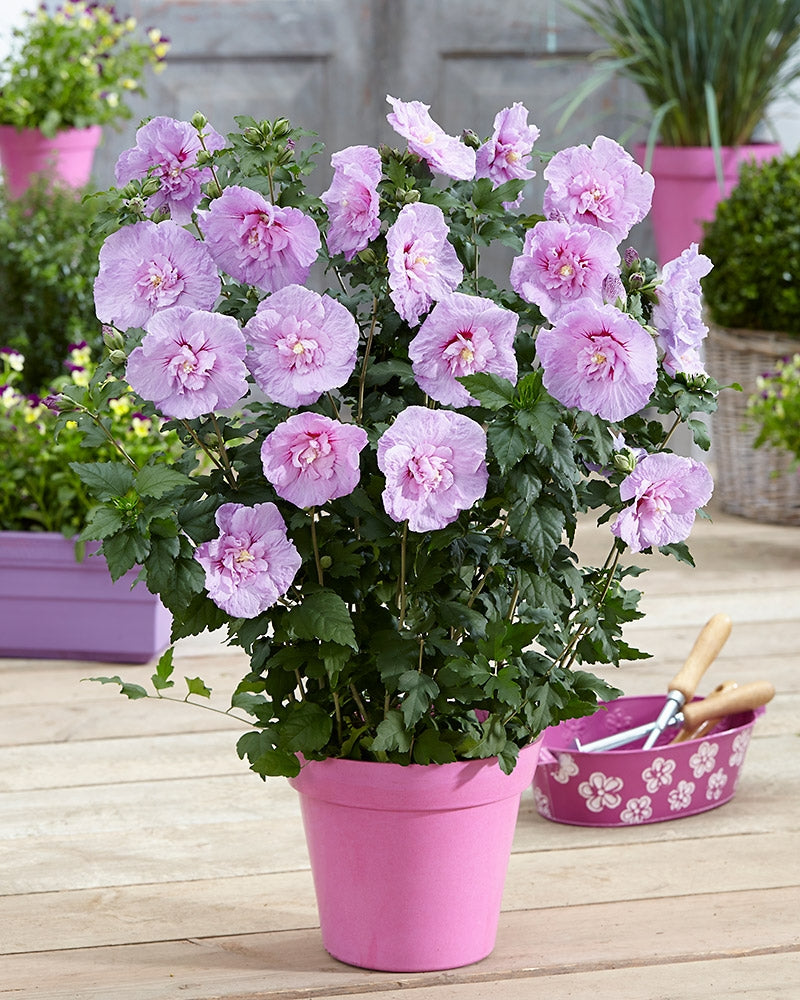 Sinihibiskus Lavender Chiffon