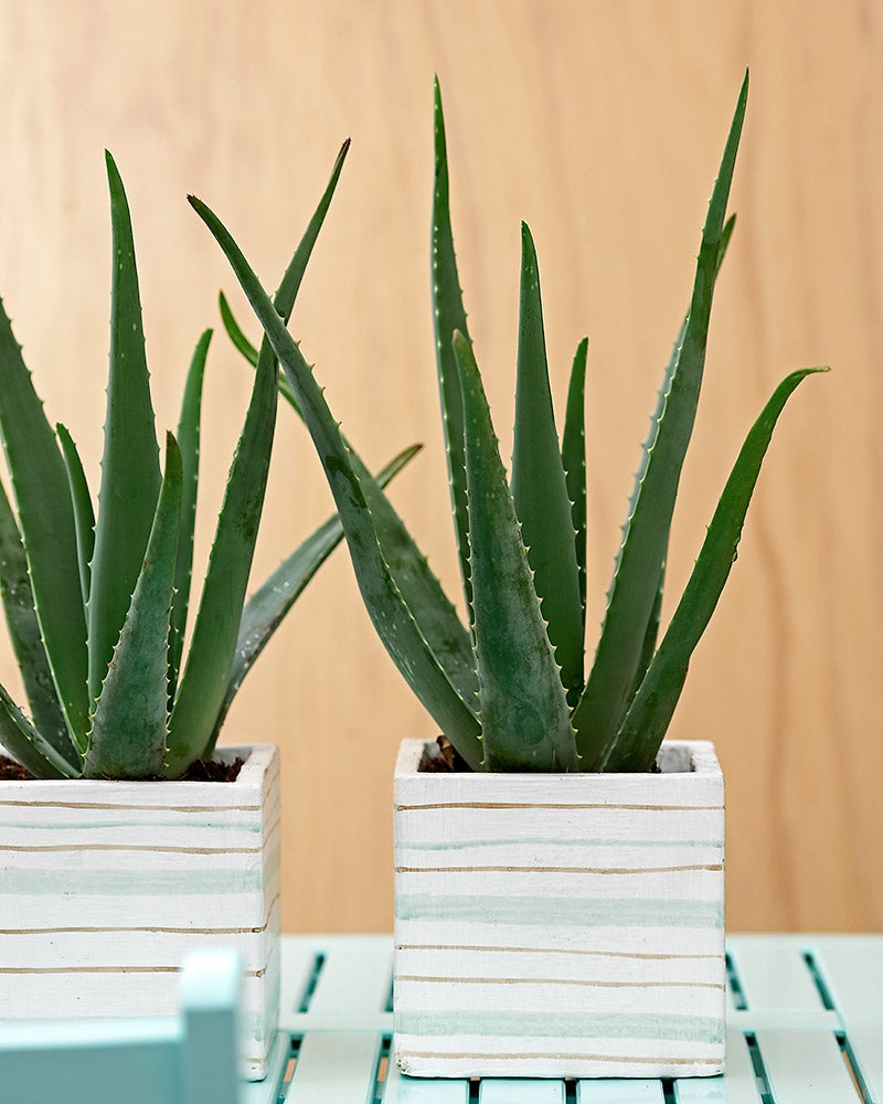 Lääkeaaloe