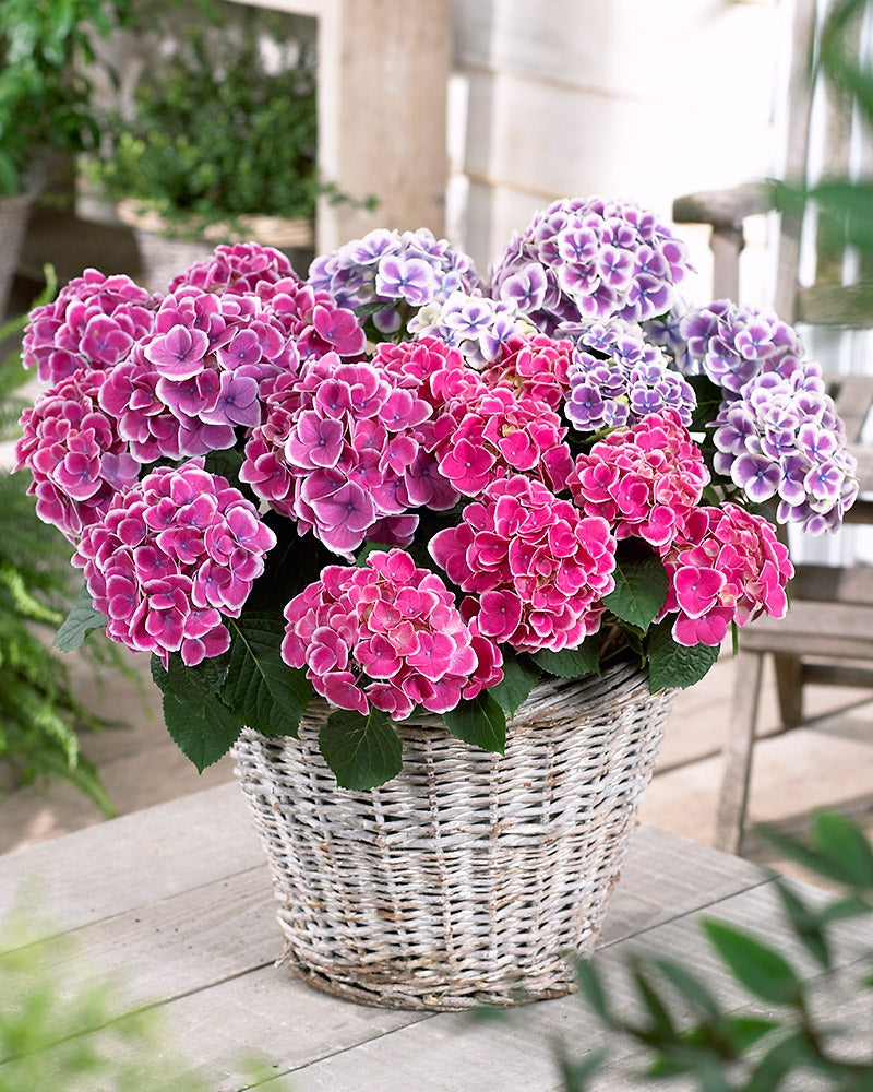 Jalohortensia mix 3 kpl