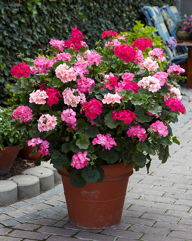 Pelargoni mix 3 kpl