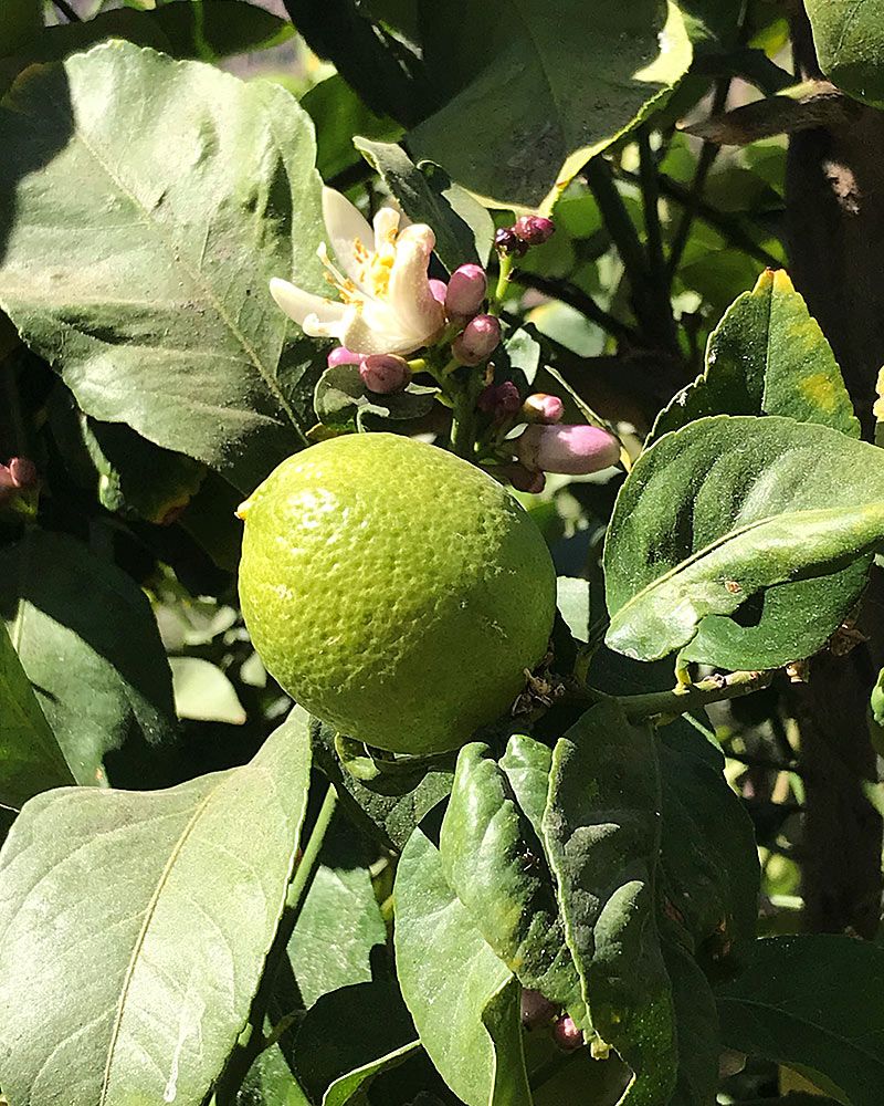 Limetti