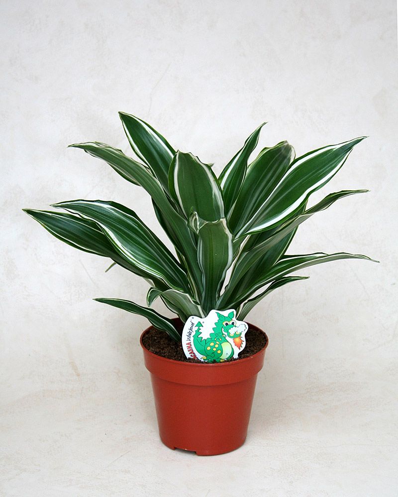 Tuoksutraakkipuu White Jewel