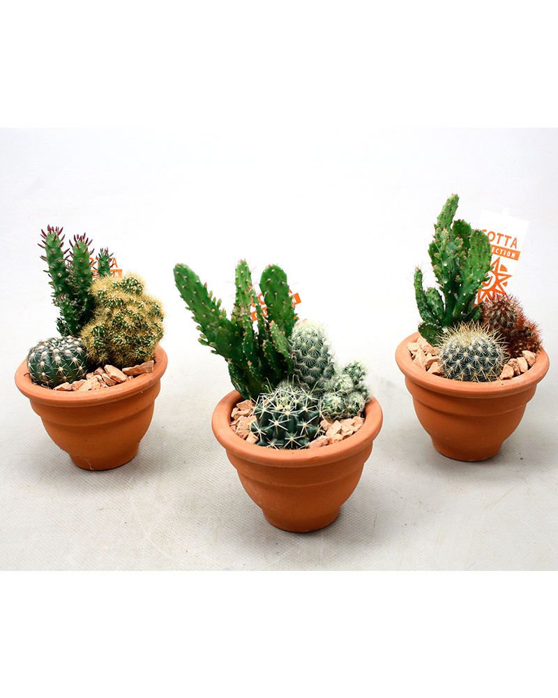 Kaktusasetelma terracotta-ruukussa