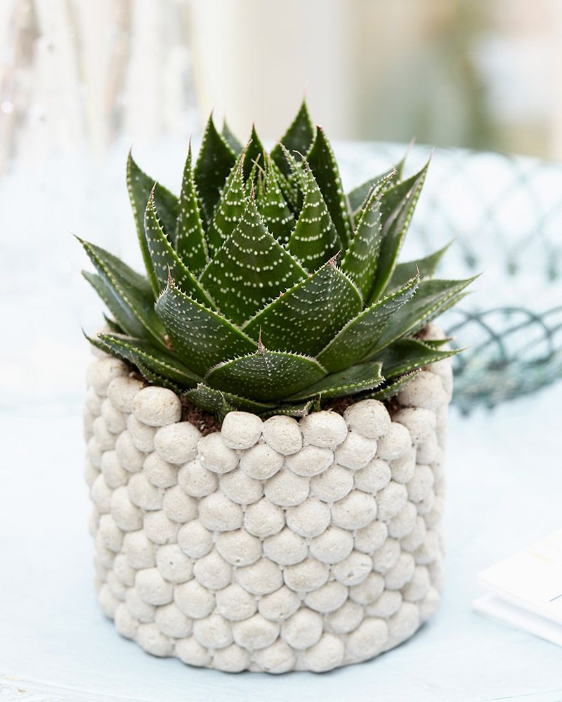 Suka-aaloe
