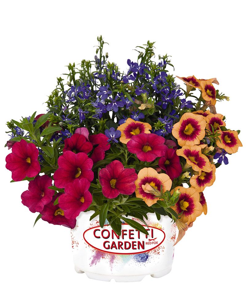 Confetti Waterbury 6 kpl