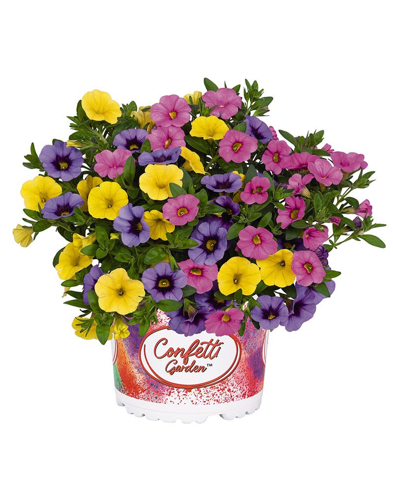 Confetti Hawaiian Summerstar 3 kpl
