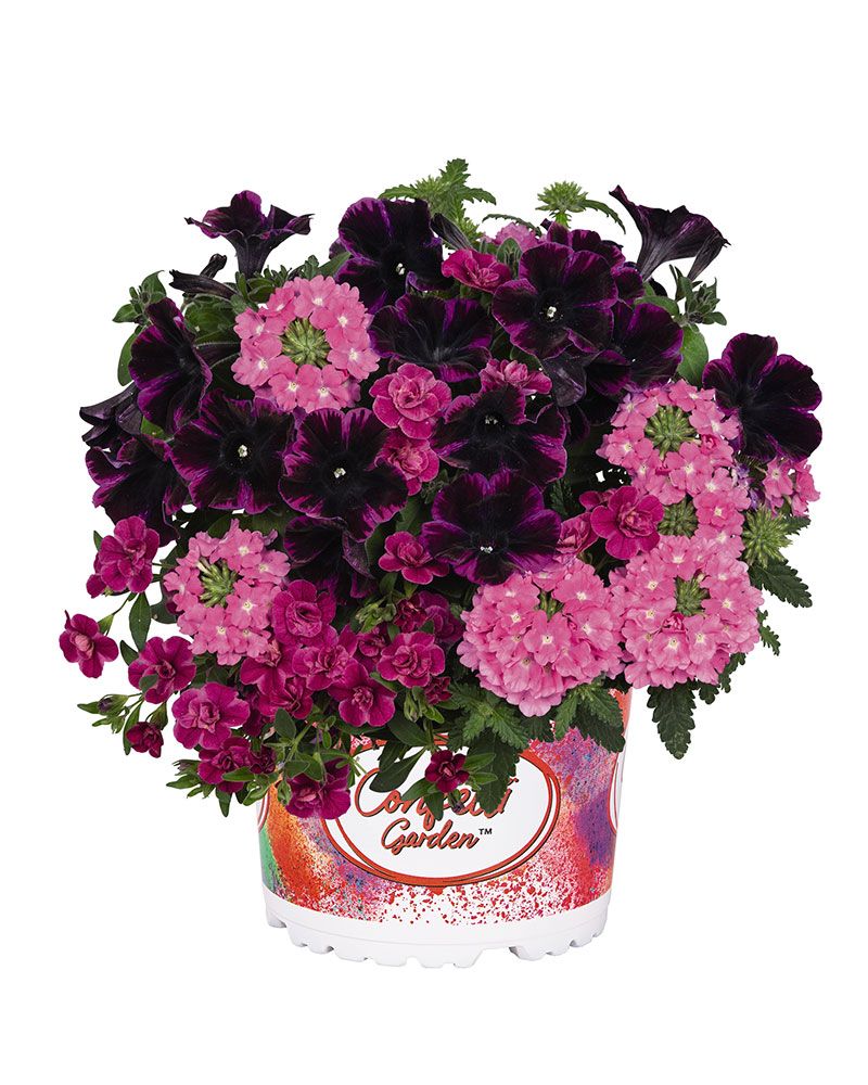 Confetti Pink 3 kpl