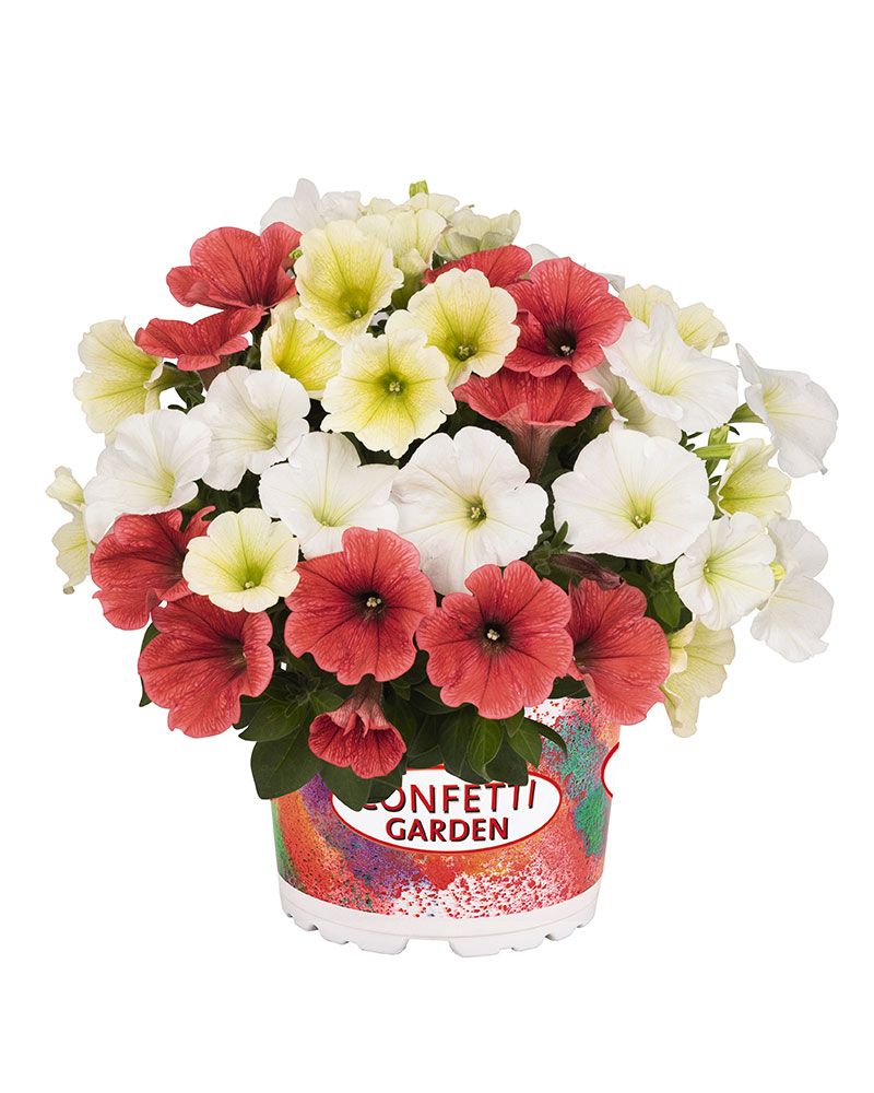 Confetti Tropical Sun 3 kpl