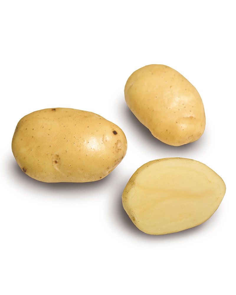 Siemenperuna Siikli 1 kg
