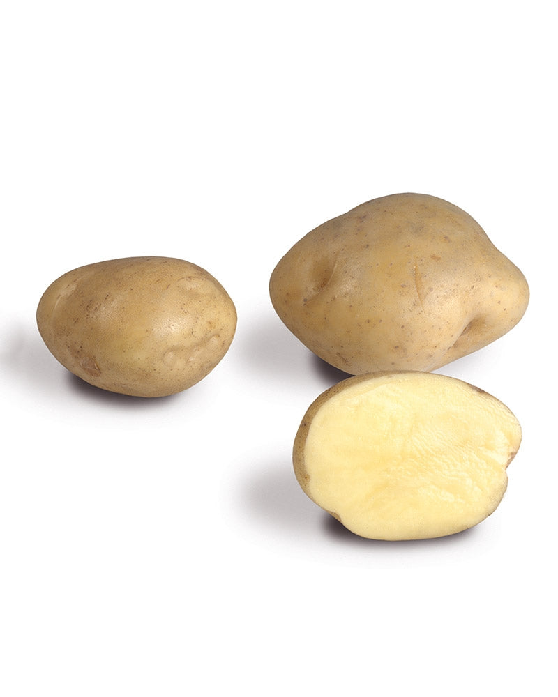 Siemenperuna Timo 1 kg