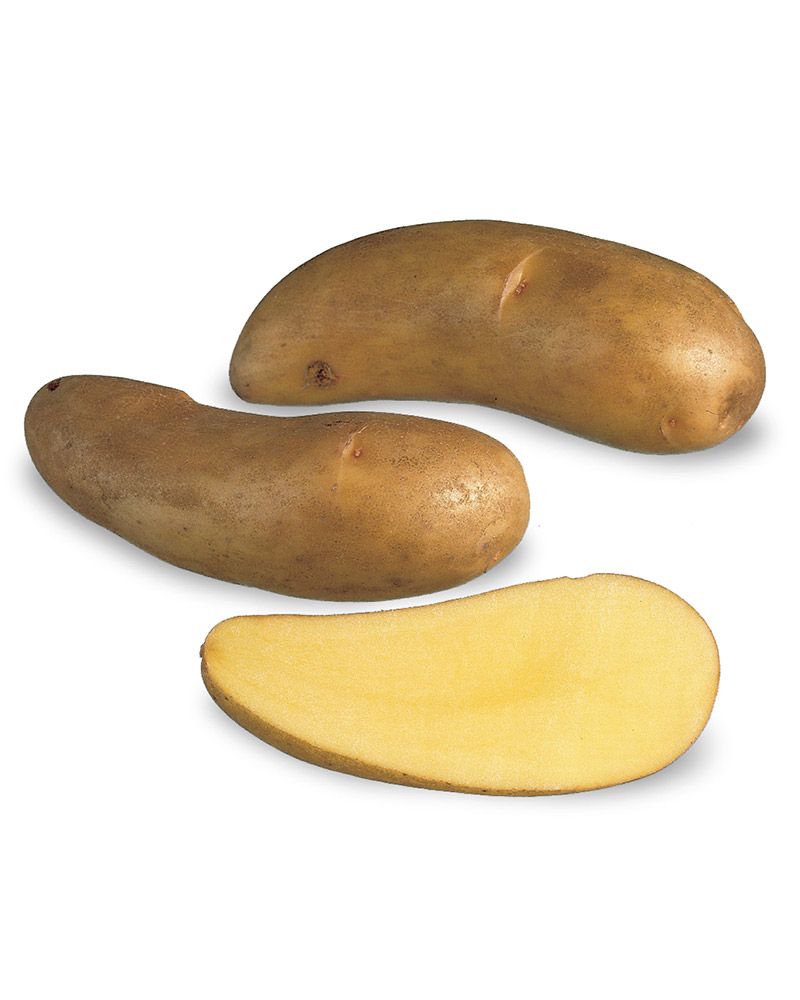 Siemenperuna Puikula 1 kg