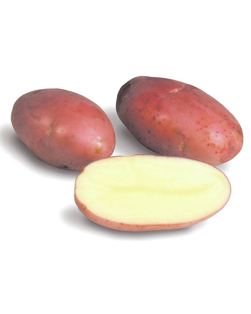 Siemenperuna Rosamunda 1 kg