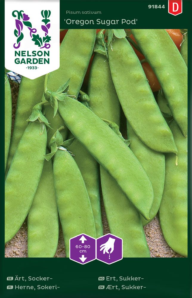 Sokeriherne Oregon Sugar Pod