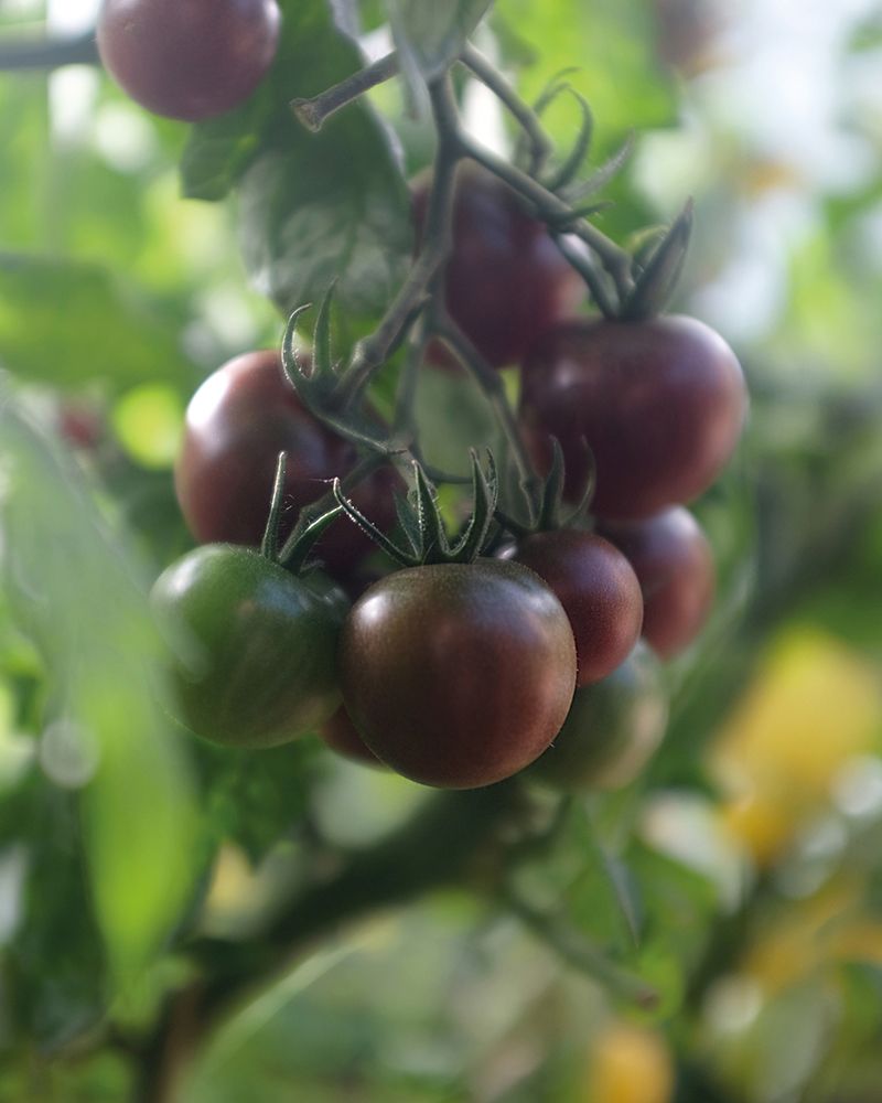 Kirsikkatomaatti Black Cherry luomu