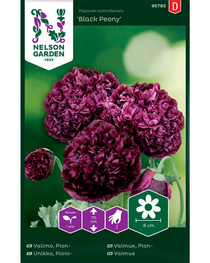 Pioniunikko Black Peony