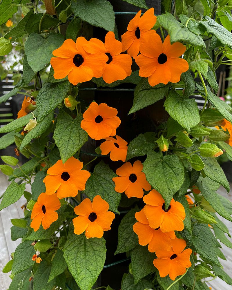 Mustasilmäsusanna oranssi