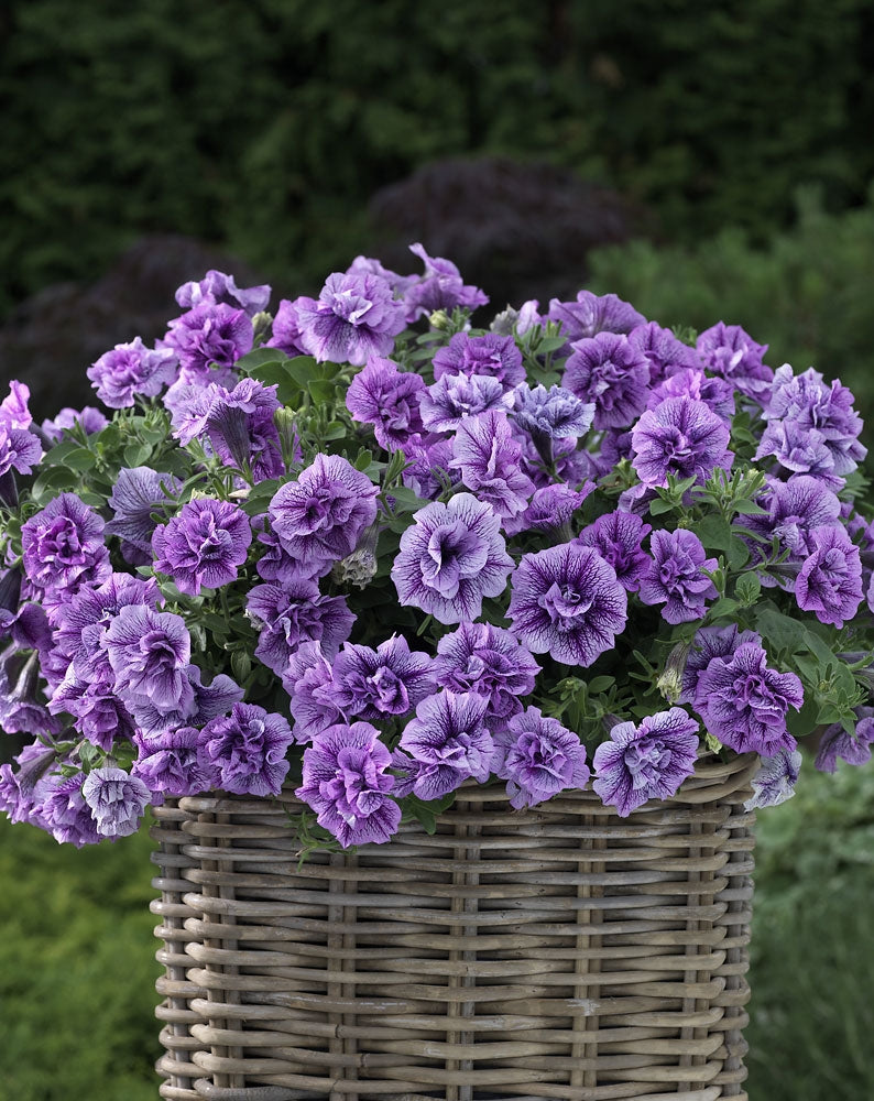 Petunia Double Violet Vein