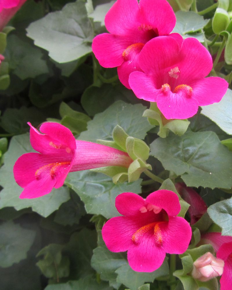 Purppuravaula pinkki
