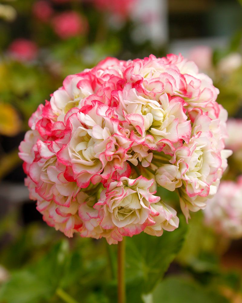 Ruusunnuppupelargoni Apple Blossom