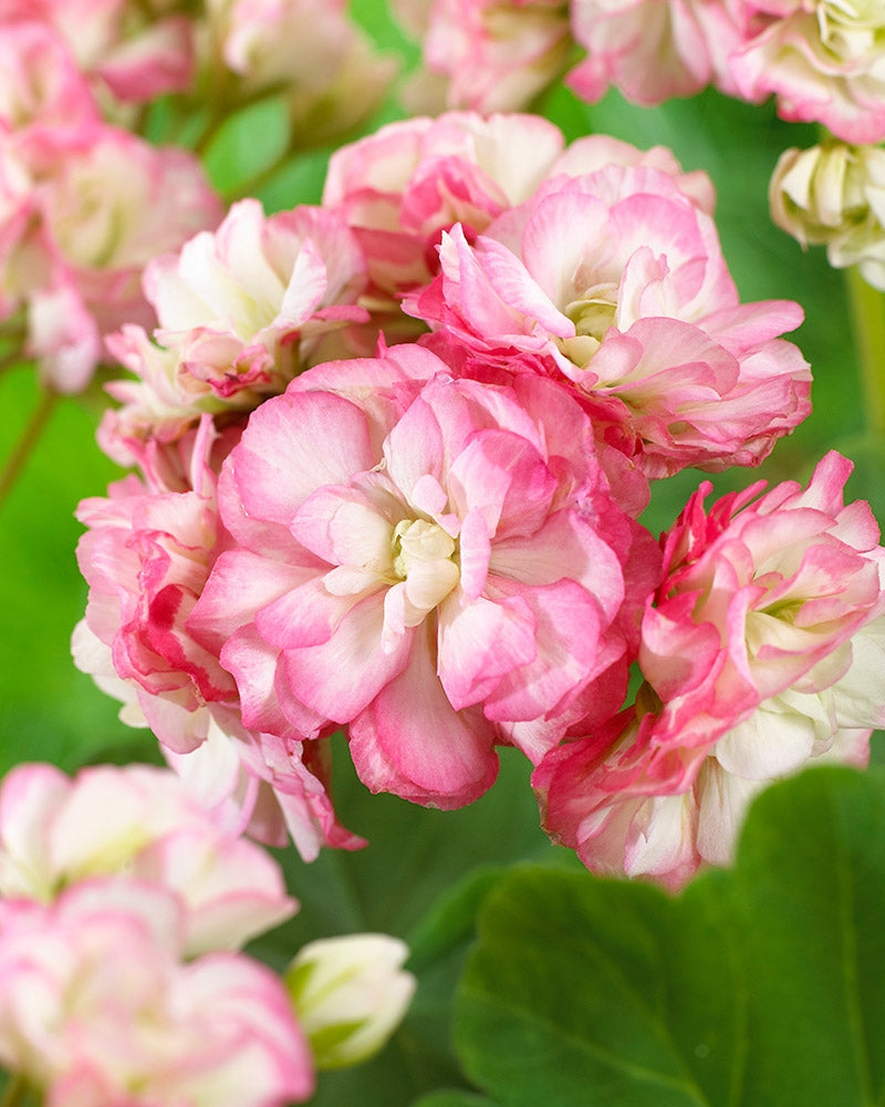 Ruusunnuppupelargoni Apple Blossom