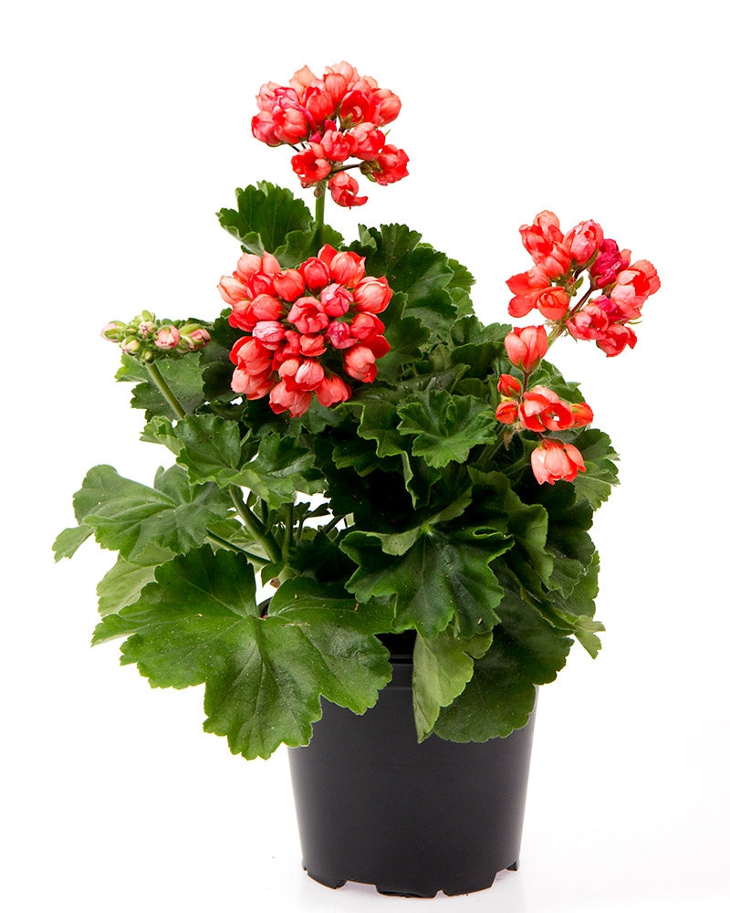 Tulppaanipelargoni Red Pandora