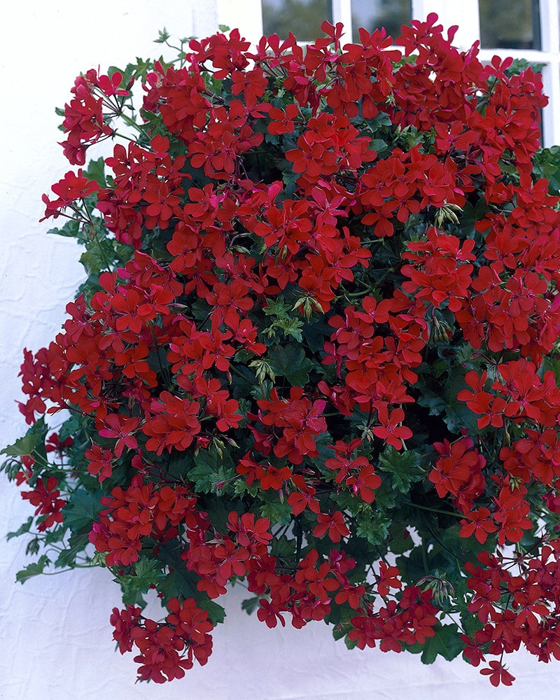 Riippapelargoni Dark Red