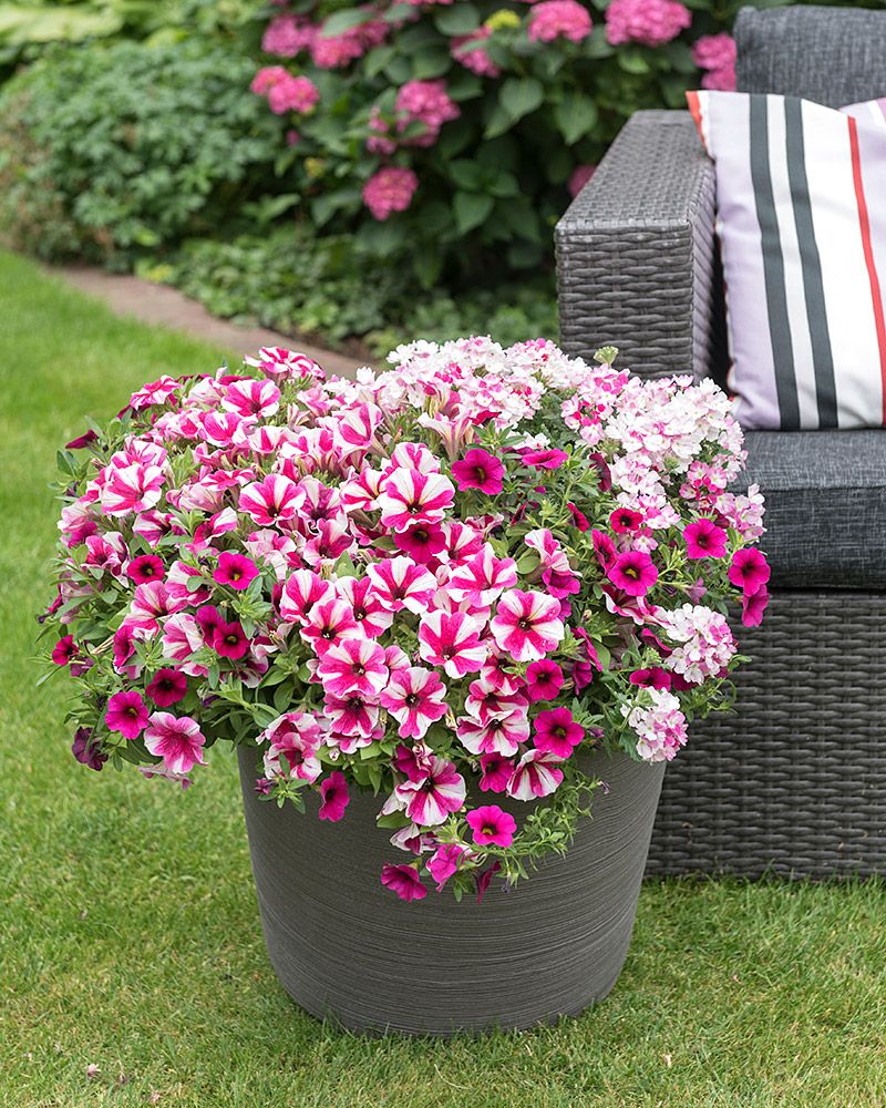 Kesäkukka-lajitelma Shocking Hot Pink