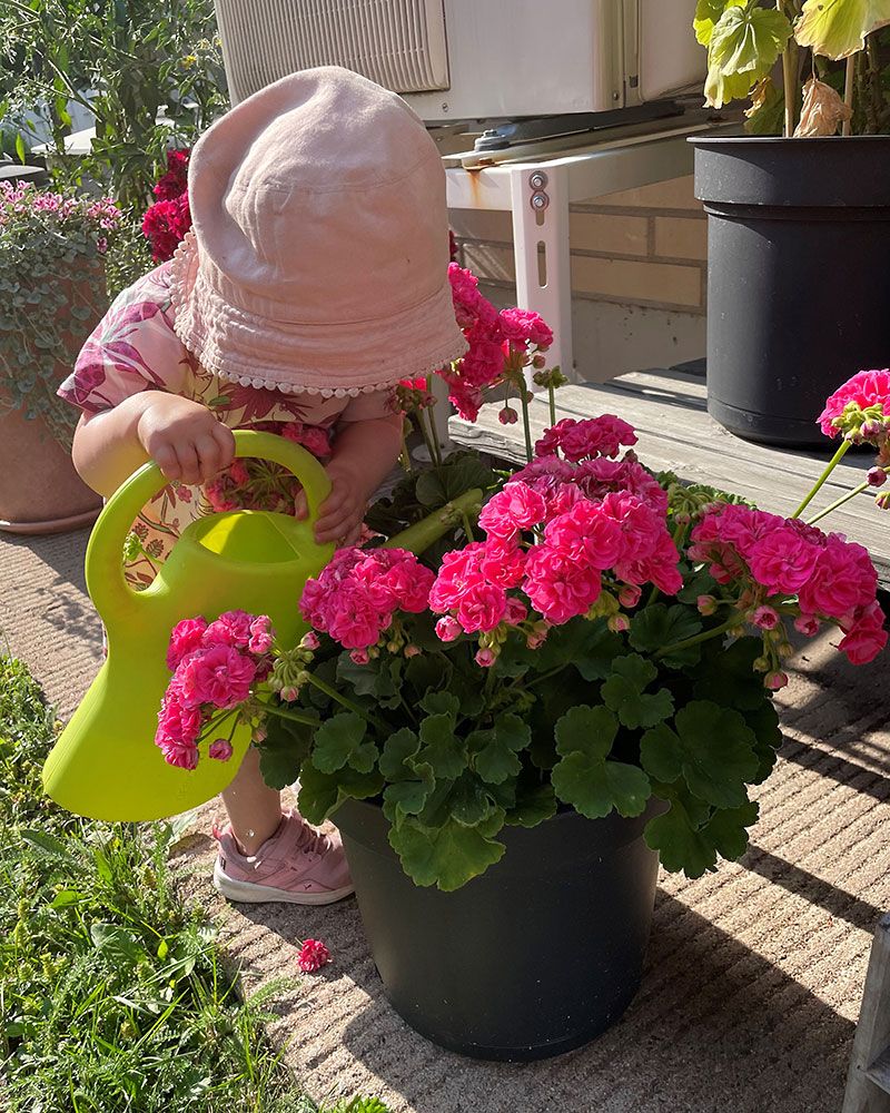 Kerrattu pelargoni Rosalinda
