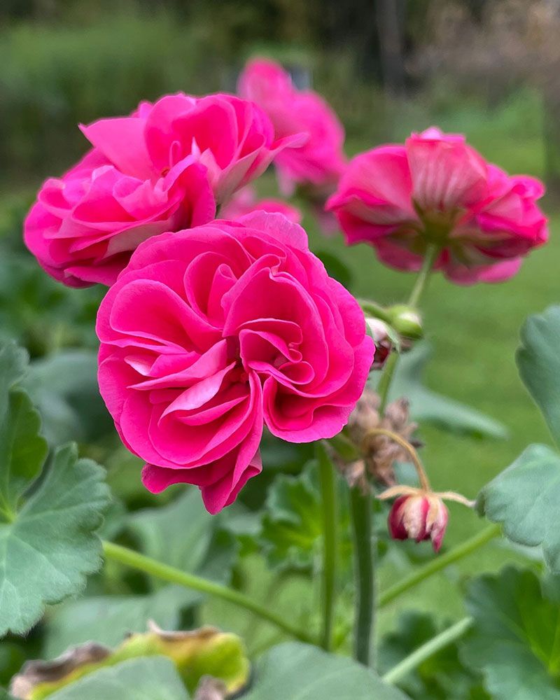 Kerrattu pelargoni Rosalinda
