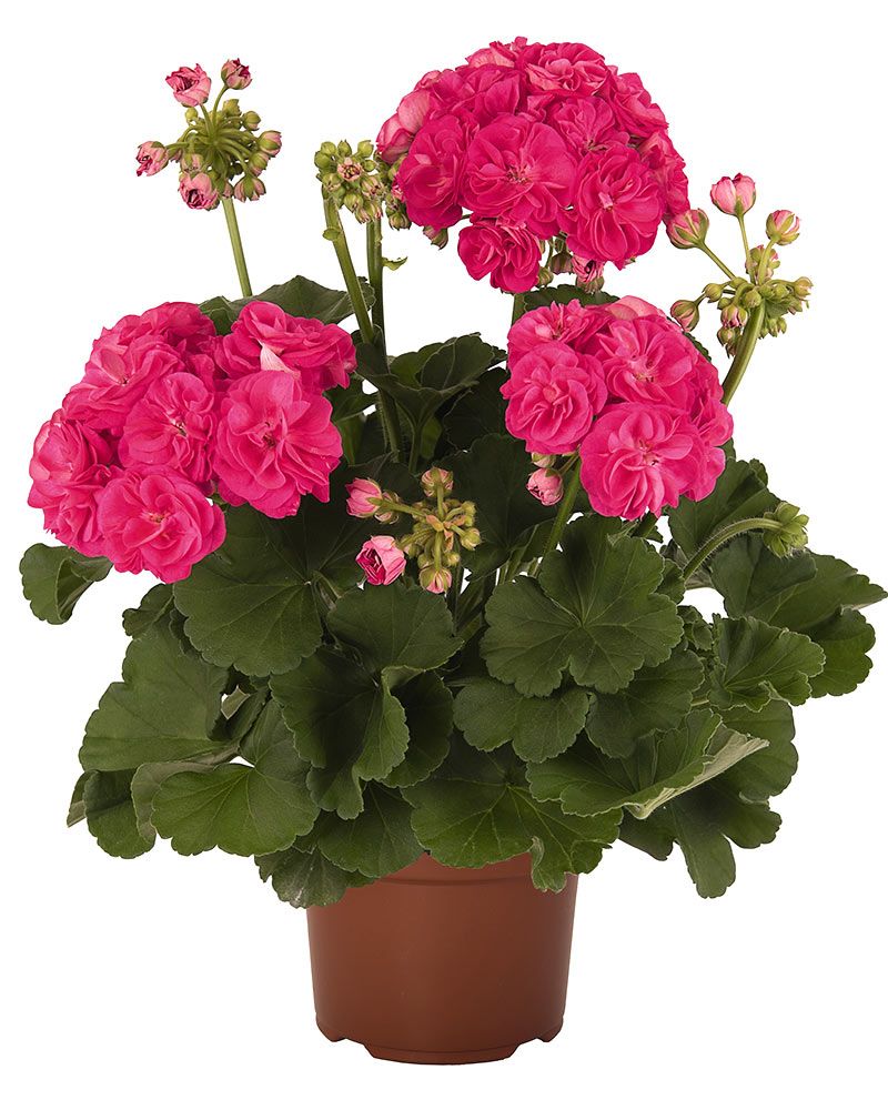 Kerrattu pelargoni Rosalinda