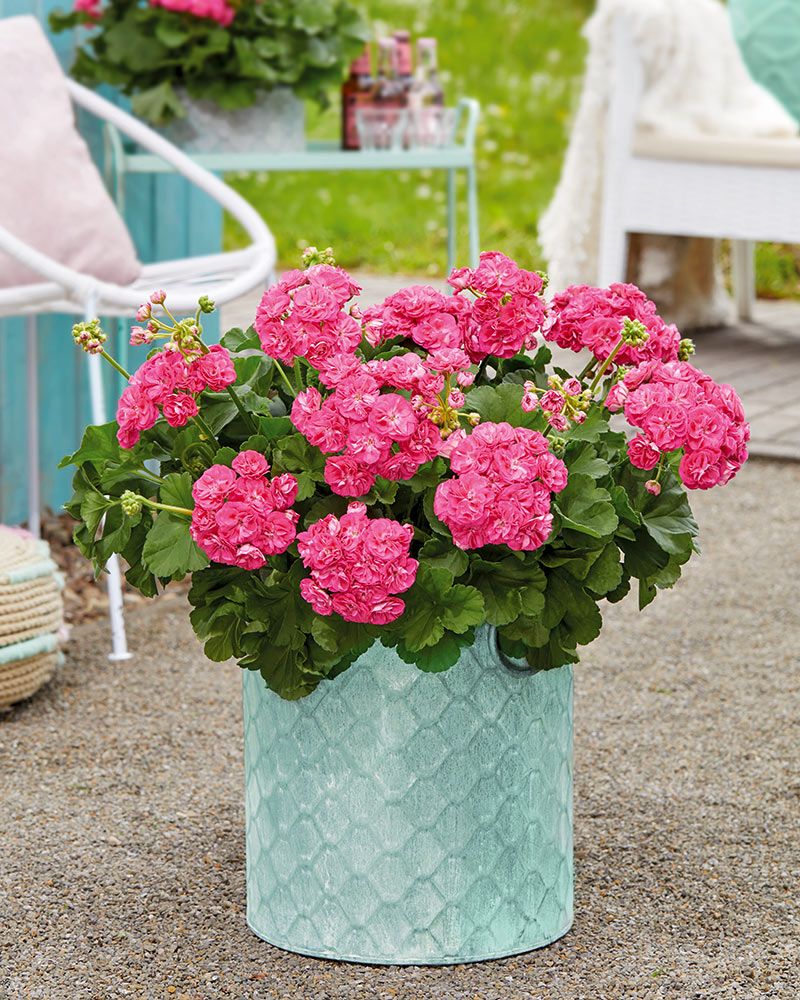 Kerrattu pelargoni Rosalinda