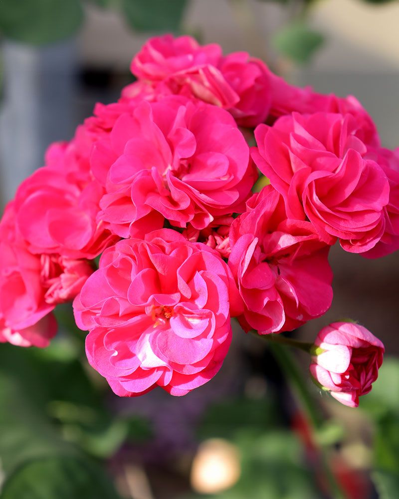 Kerrattu pelargoni Rosalinda