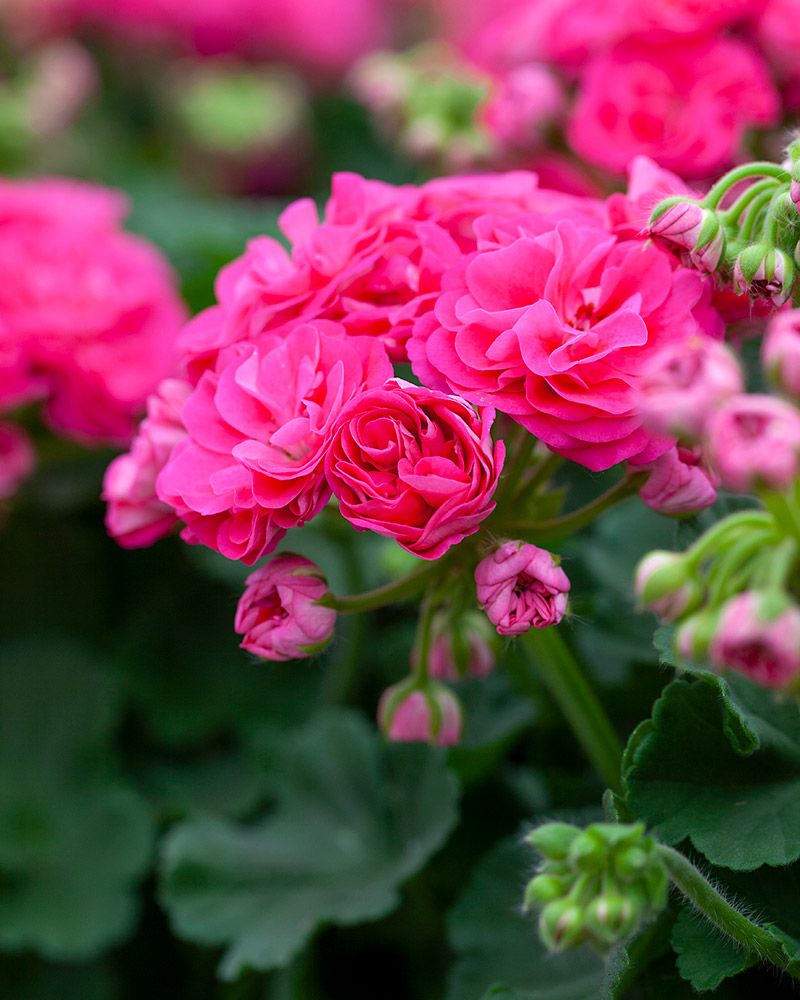 Kerrattu pelargoni Rosalinda