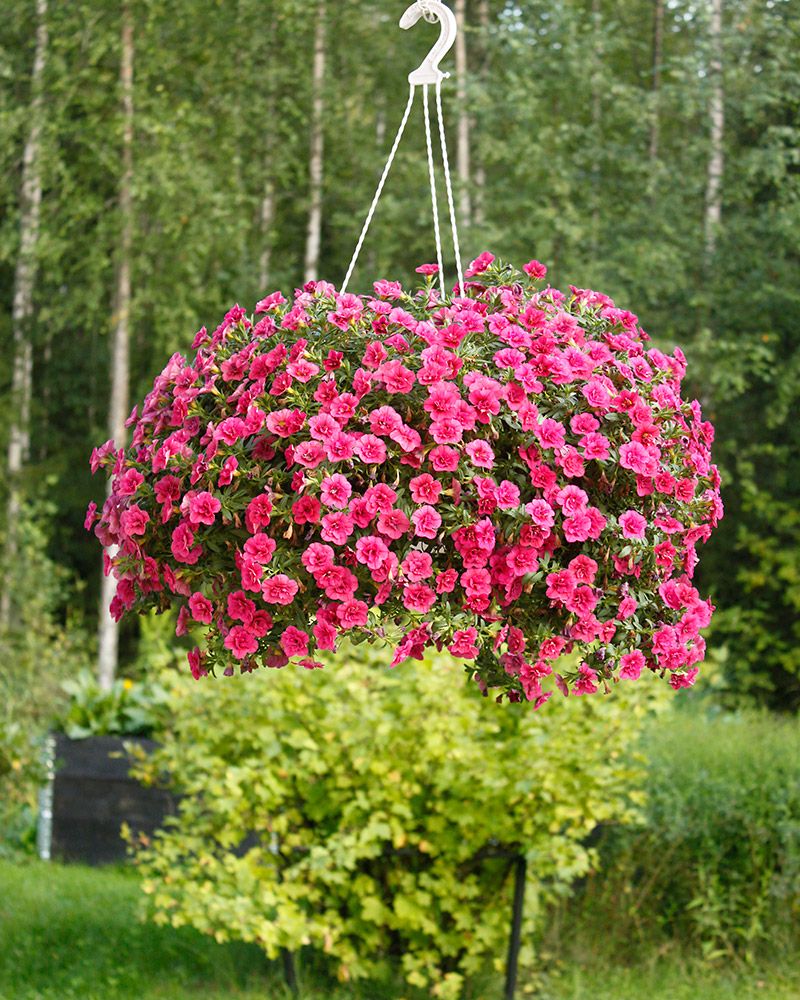 Kerrattu miljoonakello Double Violet