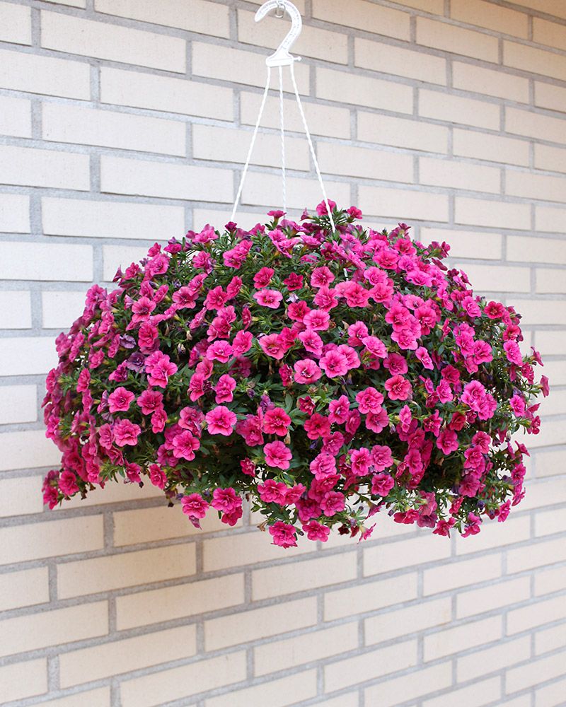 Kerrattu miljoonakello Double Violet