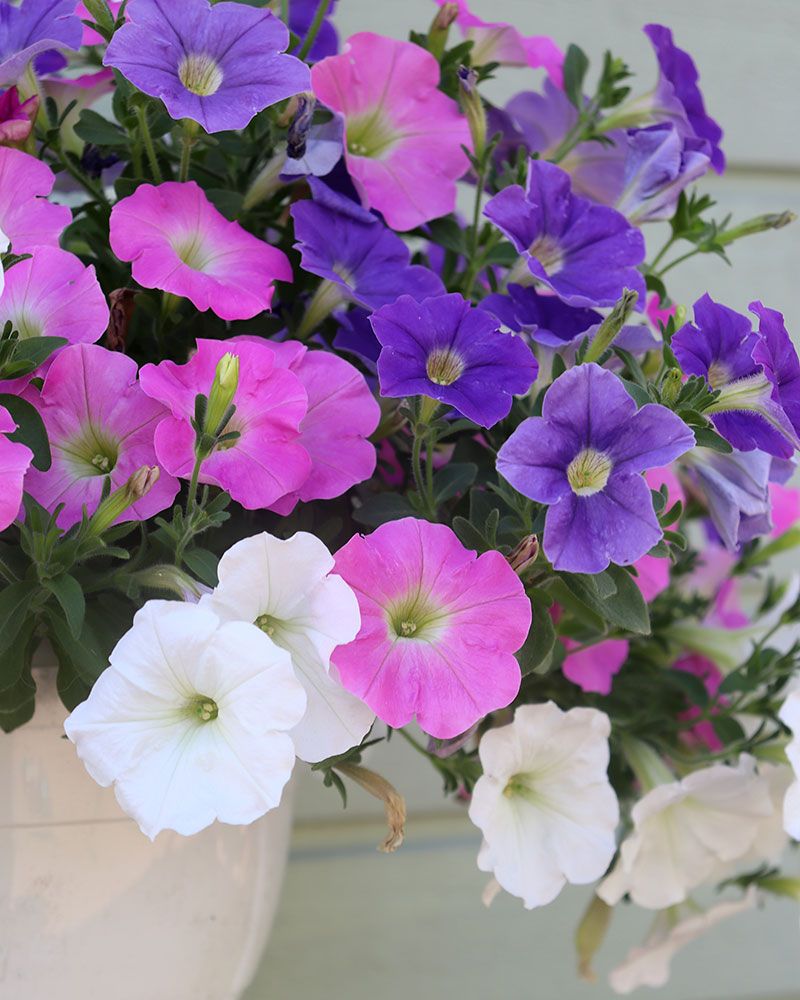 Petunia Spring Fling