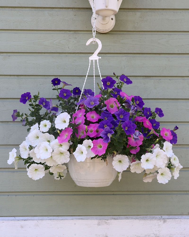 Petunia Spring Fling