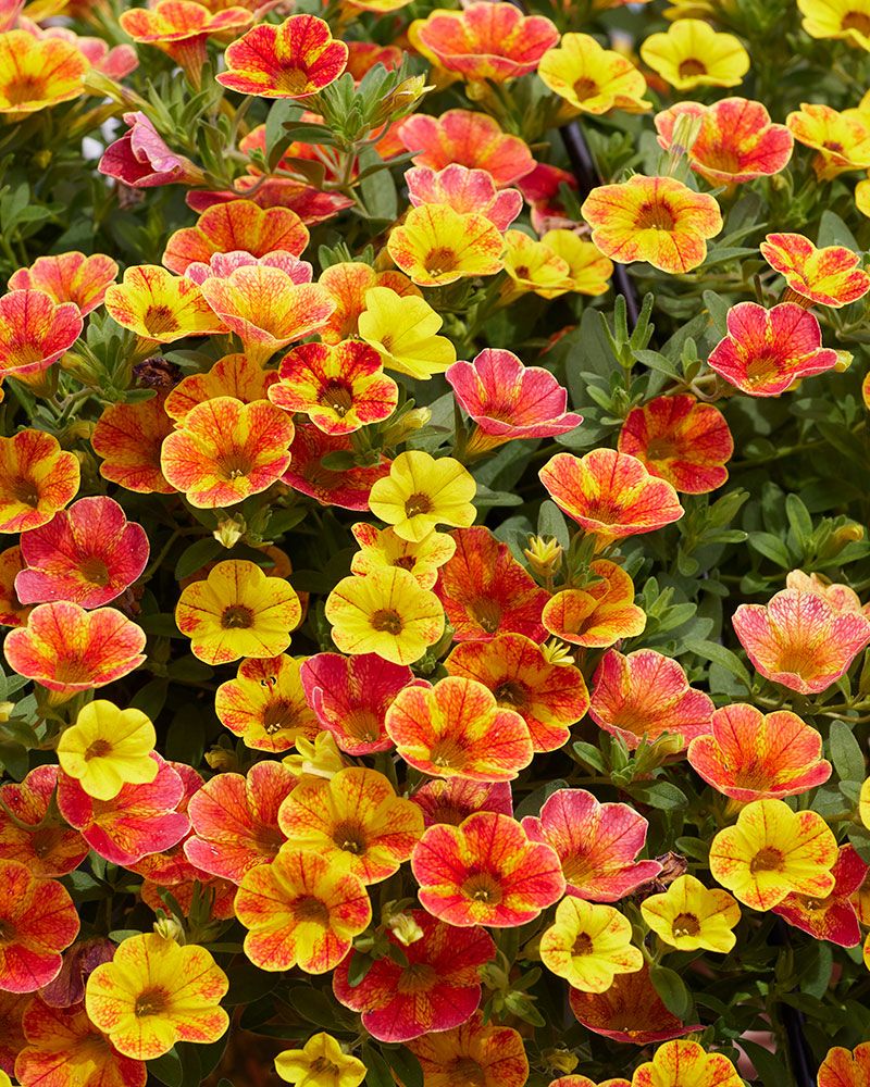 Miljoonakello Diva Orange 3 kpl