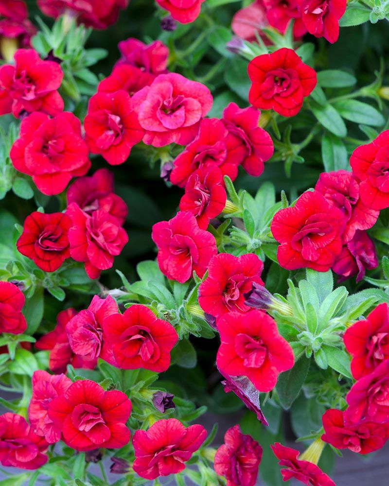 Kerrattu miljoonakello Double Dark Red 3 kpl