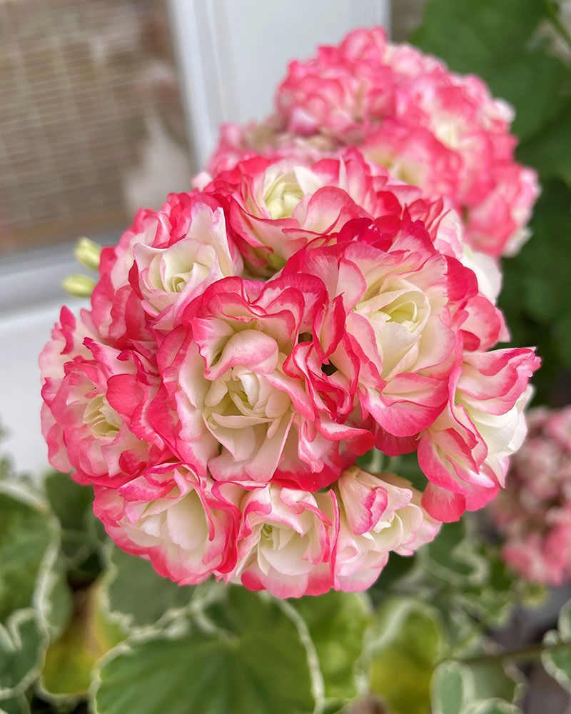 Ruusunnuppupelargoni Princess Aiko